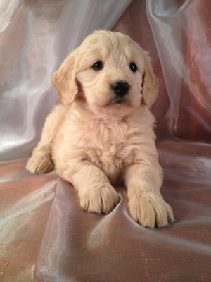 Female Goldendoodle Puppy Born 10-25-2013|Need a puppy but live in California? Goldendoodles for sale can be sent out by air for $150